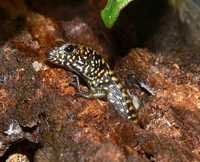 : Eulamprus tryoni