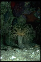 : Pachycerianthis fimbriatus; Tube Anemone