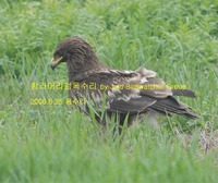 항라머리검독수리 Greater Spotted Eagle