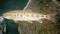 Oncorhynchus masou masou, Cherry salmon: fisheries, aquaculture, gamefish