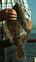 Paralichthys lethostigma, Southern flounder: fisheries, gamefish