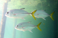 Caranx latus, Horse-eye jack: fisheries, gamefish