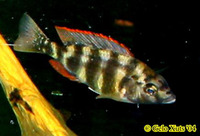 Placidochromis johnstoni, : aquarium