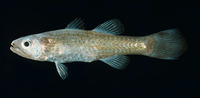 Pseudamia gelatinosa, Gelatinous cardinalfish: