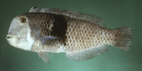 Iniistius umbrilatus, Razor wrasse fish: aquarium