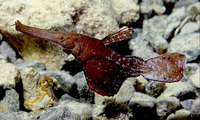Solenostomus cyanopterus, Ghost pipefish: aquarium