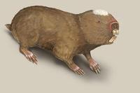 Image of: Cryptomys damarensis (Damara mole rat)