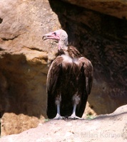 Necrosyrtes monachus - Hooded Vulture
