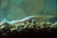 Image of: Eurycea rathbuni (Texas blind salamander)