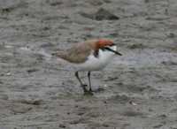 Charadrius ruficapillus - Red-capped Plover