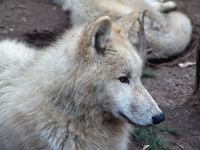 Canis lupus hudsonicus - Hudson Wolf