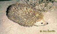 Hemiechinus auritus - Long-eared Hedgehog