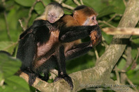 Cebus capucinus - White-faced Capuchin