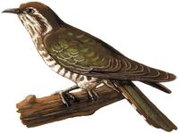 Image of: Chrysococcyx basalis (Horsfield's bronze cuckoo)