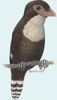Image of: Corydon sumatranus (dusky broadbill)