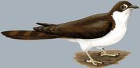 Image of: Pachycoccyx audeberti (thick-billed cuckoo)