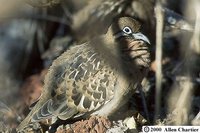 Galapagos Dove - Zenaida galapagoensis