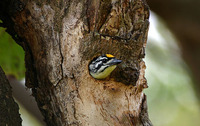 Yellow-fronted Tinkerbird - Pogoniulus chrysoconus