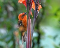 Flame-colored Tanager - Piranga bidentata