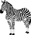 animated gif zebra