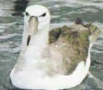 Albatross.jpg
