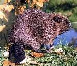 Beaver.jpg