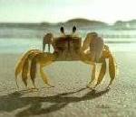 Crab.jpg