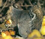 GraySquirrel.jpg