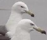 HerringGull.jpg