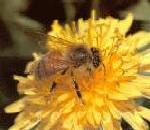 Honeybee.jpg