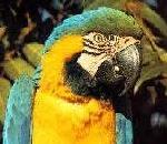 Macaw.jpg