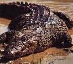 NileCrocodile.jpg