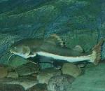 Red-tailedCatfish.jpg
