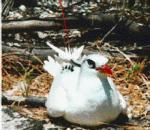 Red-tailedTropicbird.jpg
