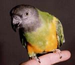 SenegalParrot.jpg