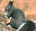 Tassel-earedSquirrel.jpg