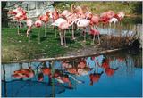 Toronto Zoo - Flamingos