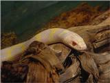 Snakes and reptiles -- California Kingsnake