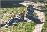 Toronto Zoo 0507 - Jaguar