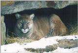 Toronto Zoo 0103 - Cougar