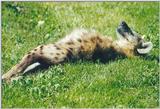 Those lazy days of summer  (Spotted Hyena)