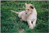 Toronto Zoo 0109 - Lion cub