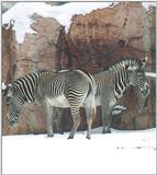 Toronto Zoo 0112 - Zebras