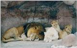 Toronto Zoo 0115 - White Lion and family