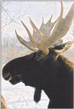 Toronto Zoo 0121 - Moose