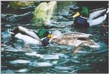 Mallard Ducks 0127