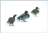 Mallard Ducks 0128