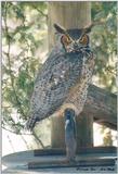 Toronto Zoo - Great Horned Owl