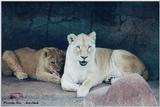 Toronto Zoo - White Lion