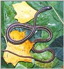 Eastern Ribbon Snake (Thamnophis sauritus sauritus)